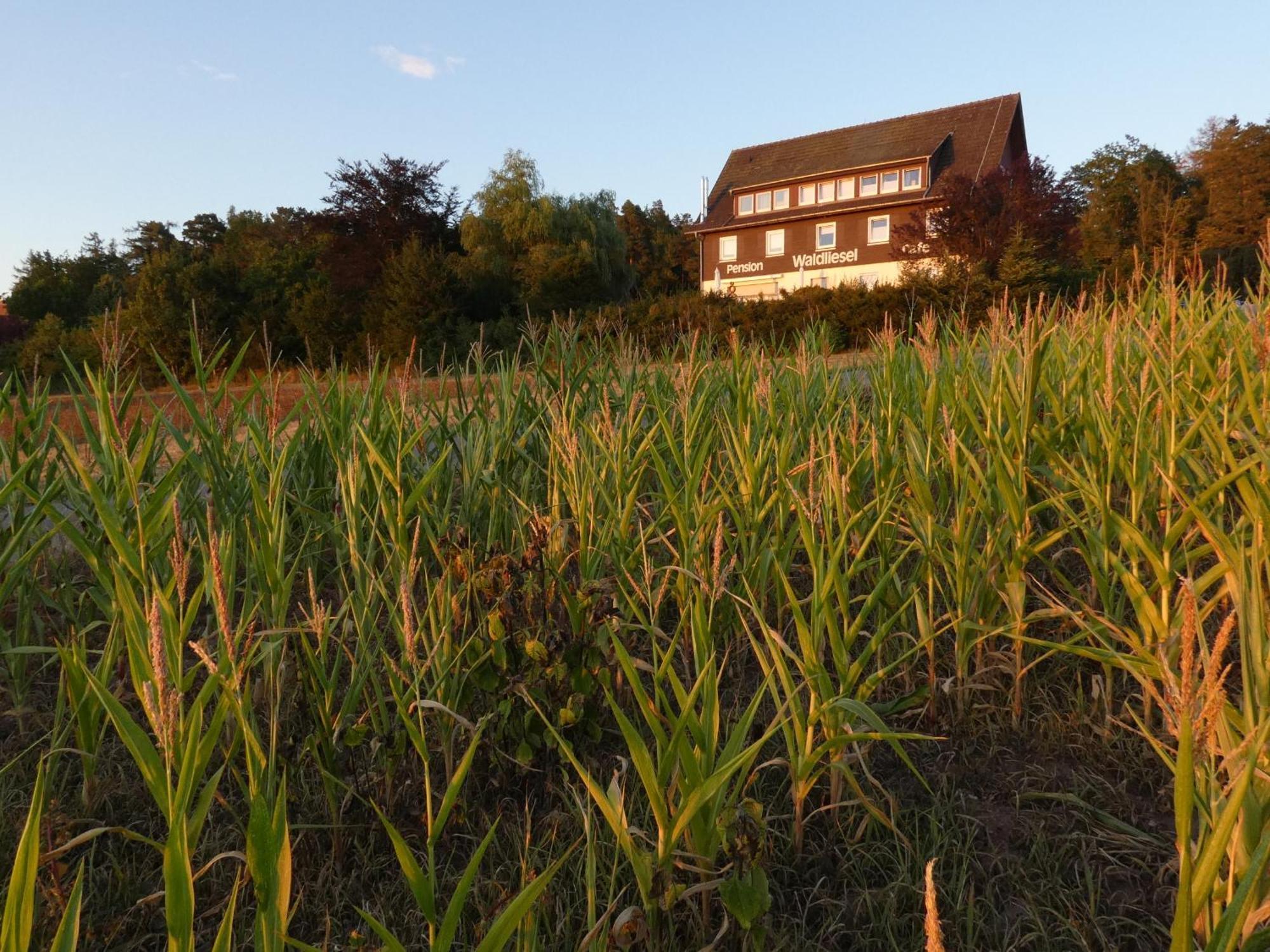 Pension Waldliesel Dornstetten Buitenkant foto